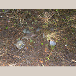 Fig. 1: Redware and stoneware wasters and kiln furniture present at the surface at the Sycolin Road pottery site in 2005. Photograph by the author.